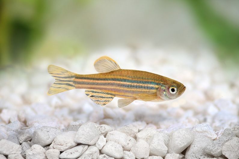 Régénérer le coeur après une crise cardiaque: le poisson zèbre comme allié