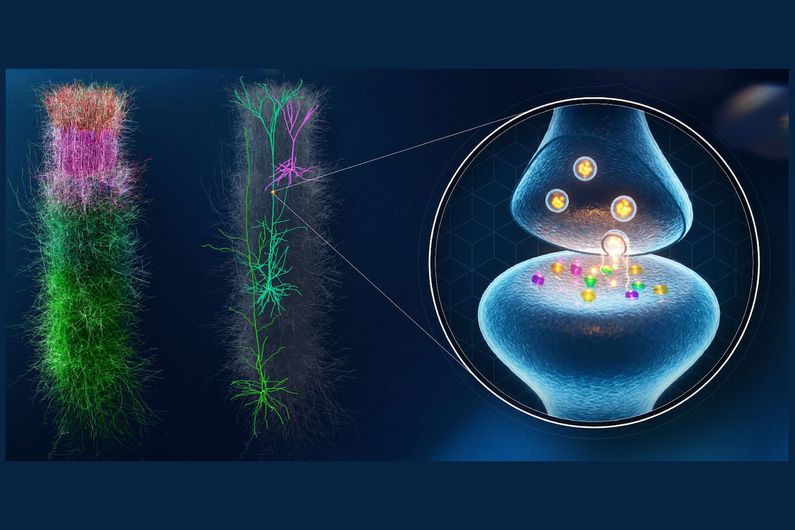 Comment le cerveau apprend-il ?