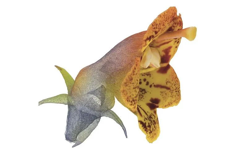 Les trois dimensions d’une fleur