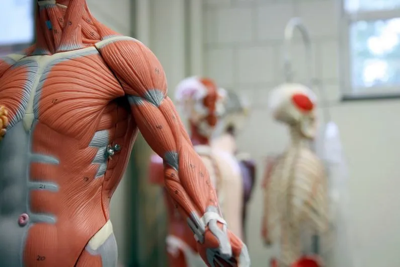 Une avancée "musclée" de régénération musculaire