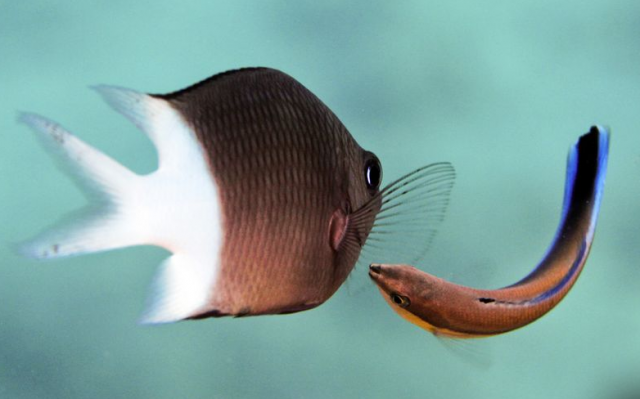 En restant propres, les poissons de mer conservent leur intelligence