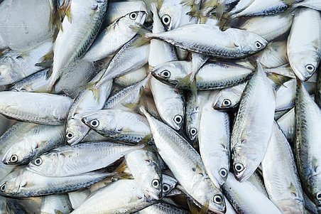 Une bonne pêche aux antibactériens