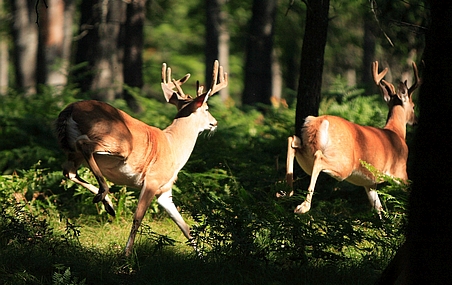 Plombé par la chasse