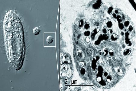 Bactérie: le secret est dans l'enrobage
