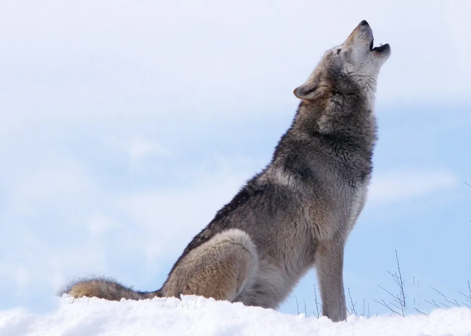 Hurler aux loups