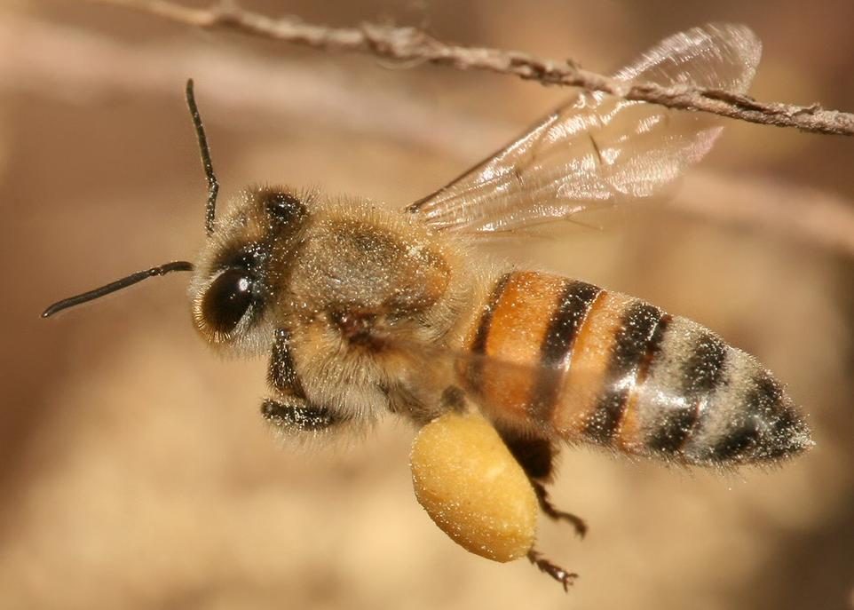 Pollen: poussières de vie, poussières de mort ?