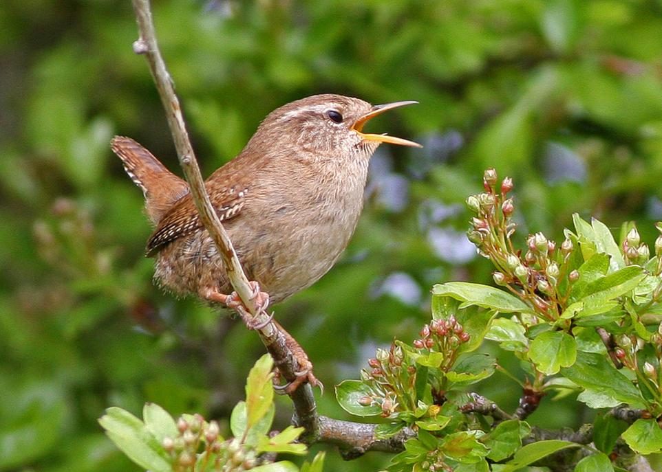 Oiseaux: mystère dans la forêt boréale