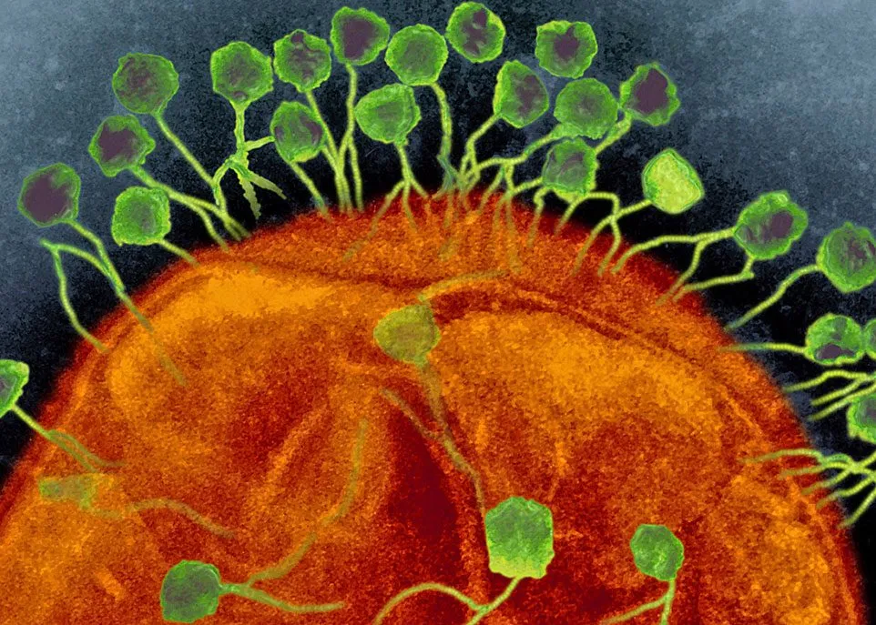 Les phages contre-attaquent