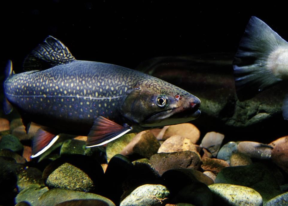 Peine de coeur dans l'aquarium: le chagrin d'amour rend les poissons pessimistes