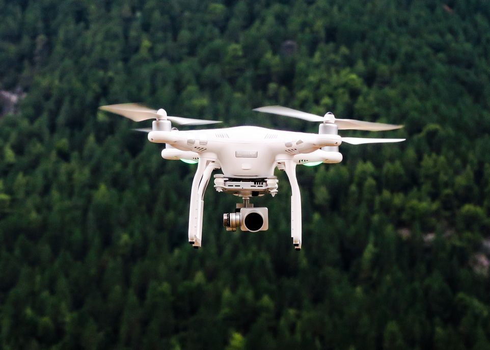 Intelligence artificielle: entre l'écorce et l'arbre