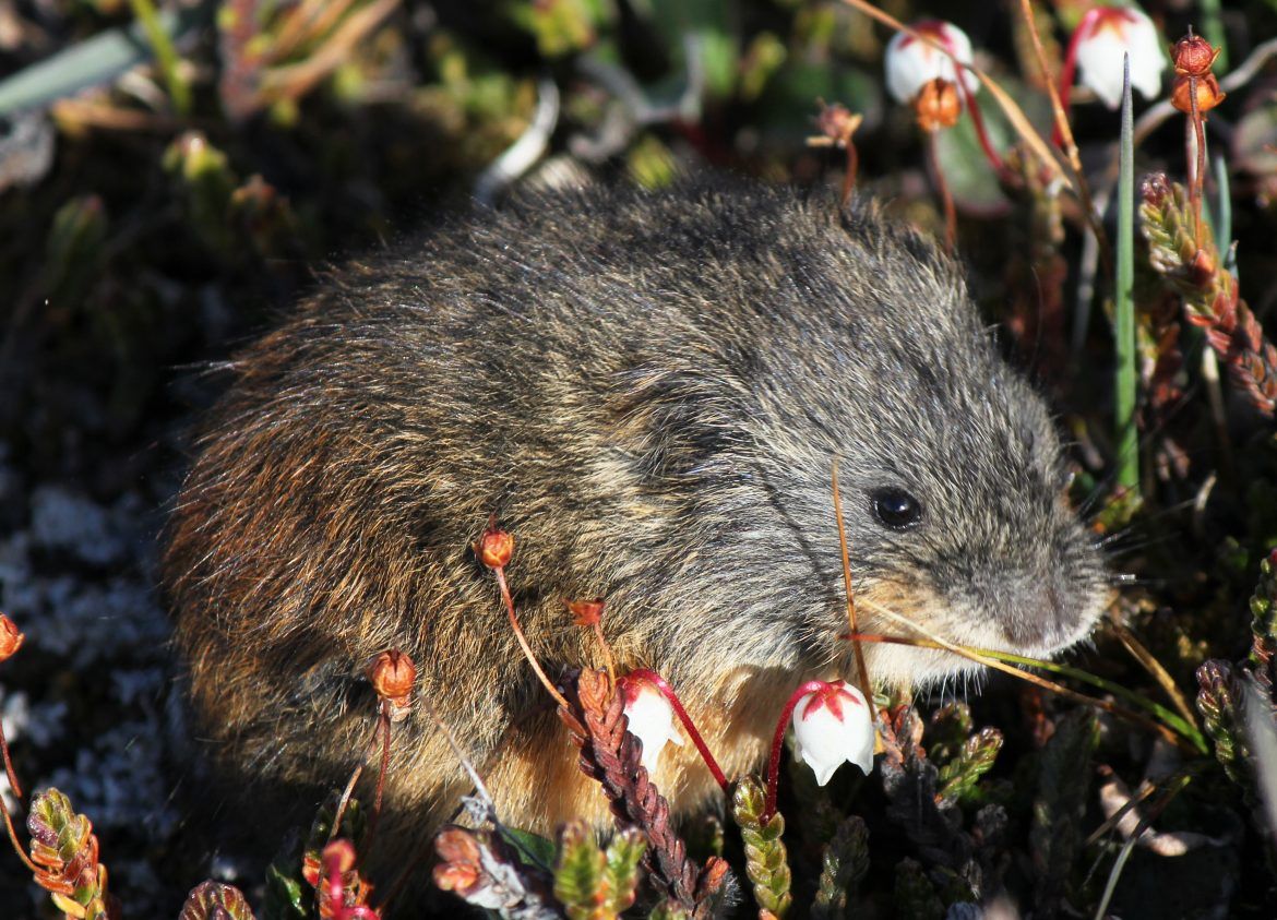 Les lemmings dans les montagnes russes