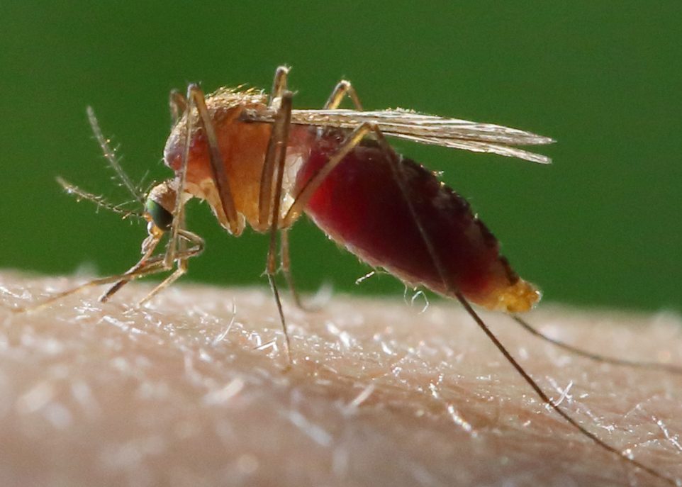 À chaque moustique son code-barres