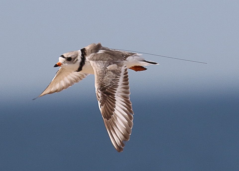 Des drones pour étudier les oiseaux ?