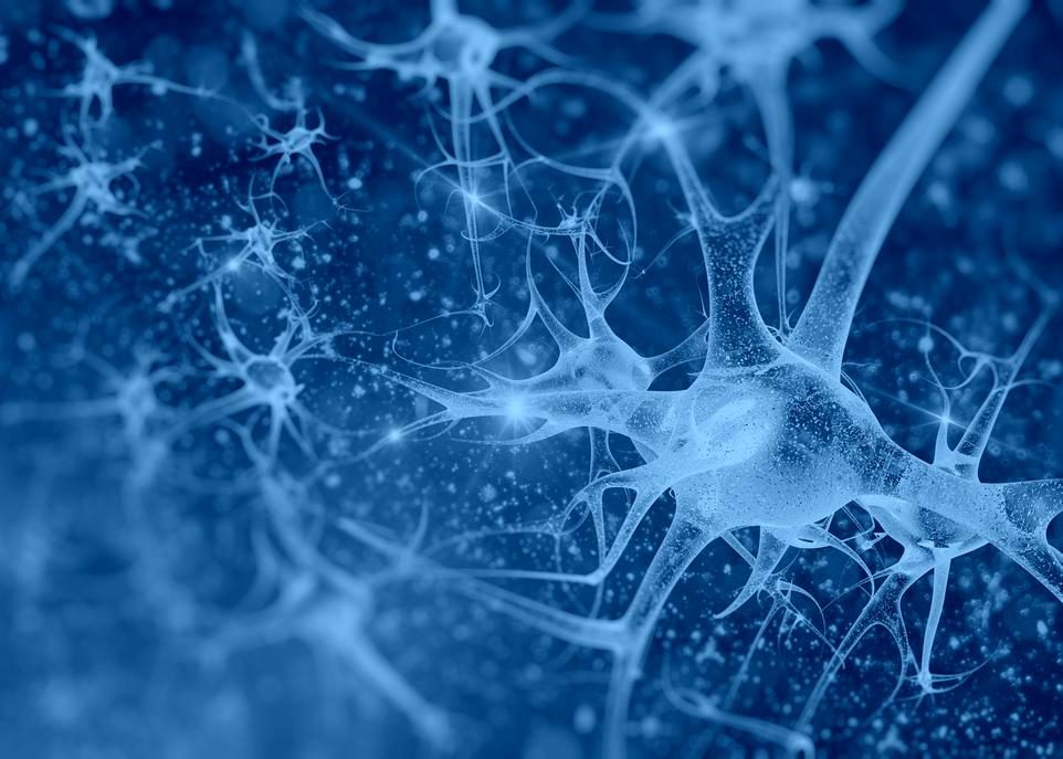 Un pas vers l’immunothérapie contre la SLA