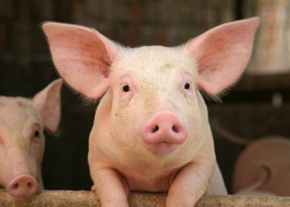 Des huiles essentielles pour le porc ?