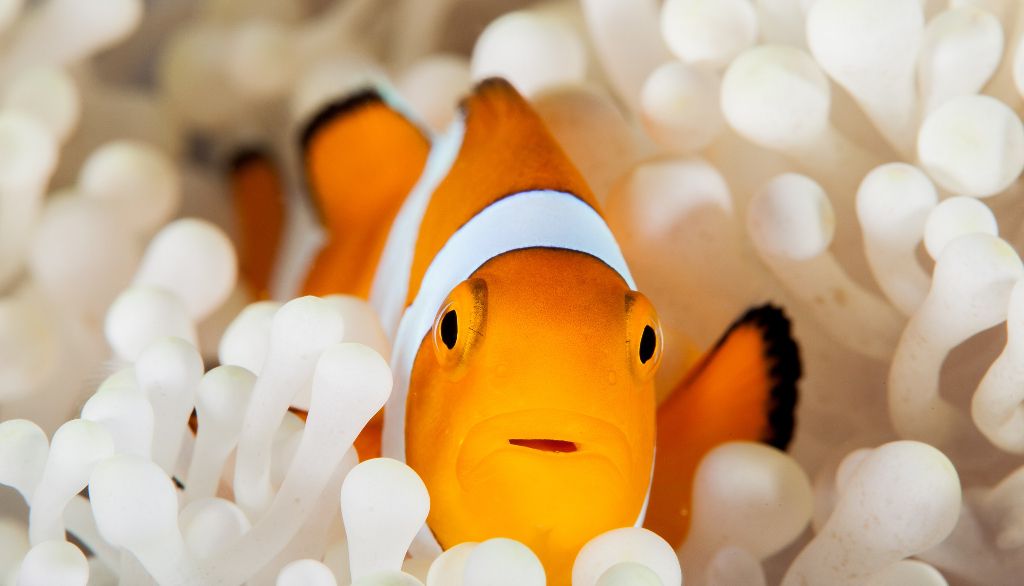Poisson-clown et anémone: le secret d'un mariage réussi