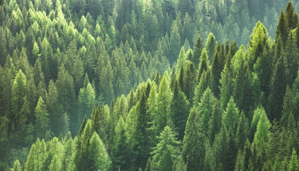 Les forêts peuvent contribuer à la protection du climat