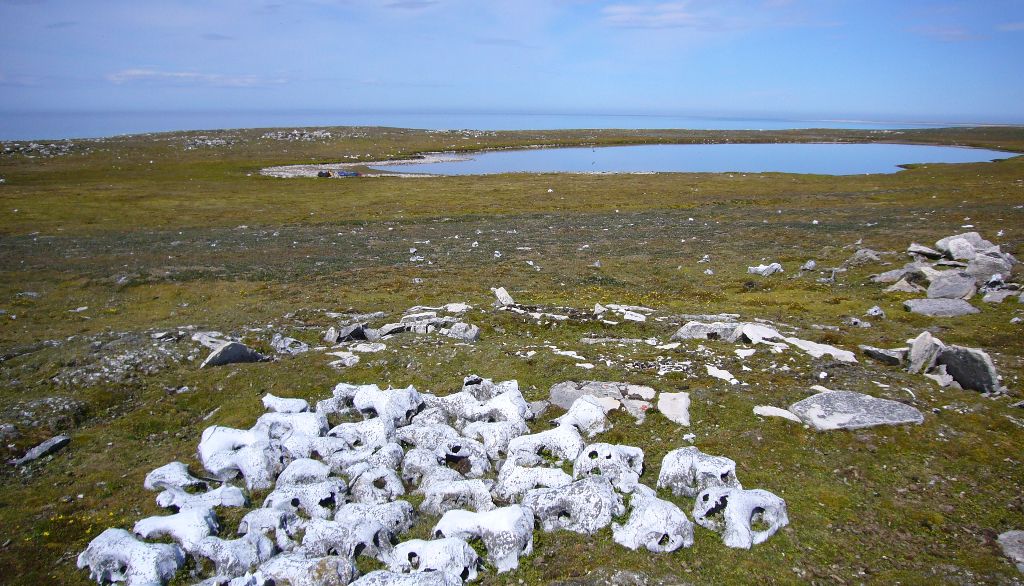 L'histoire d'un groupe inuit disparu inscrite dans les sédiments d'un étang arctique