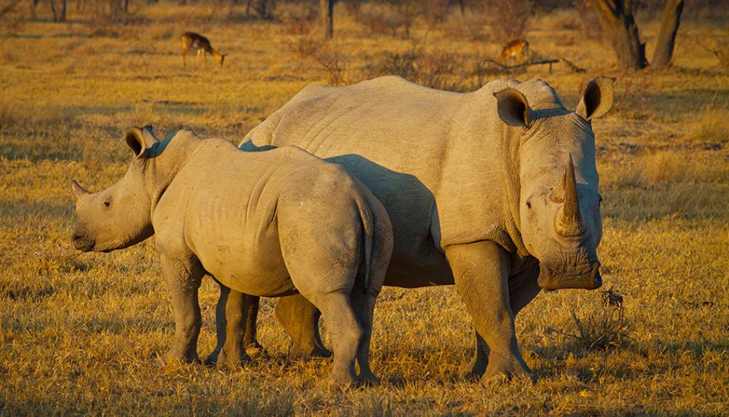 La reproduction assistée, dernier espoir du rhinocéros blanc du Nord