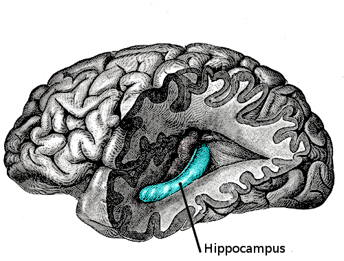Percer l'un des grands mystères du cerveau