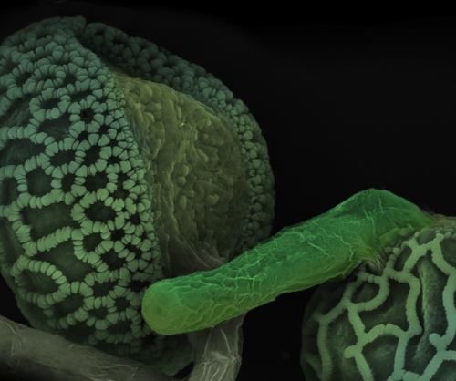 La reproduction chez les plantes exige un petit coup de "pousse"