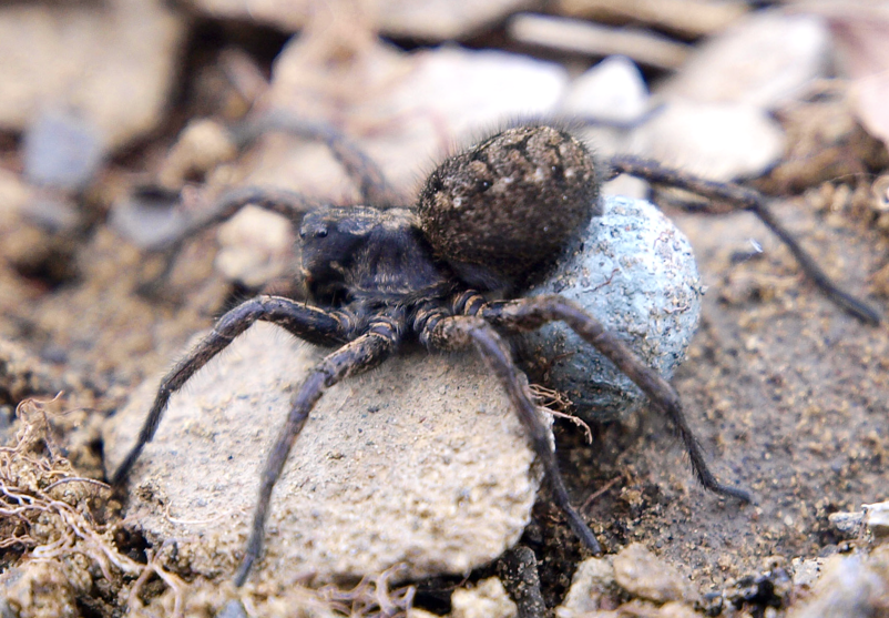 Derrière la biodiversité se cache une surprenante unité, révèlent les mégadonnées