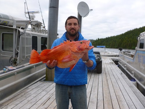 Détoxification chez les poissons: le mercure est tenace