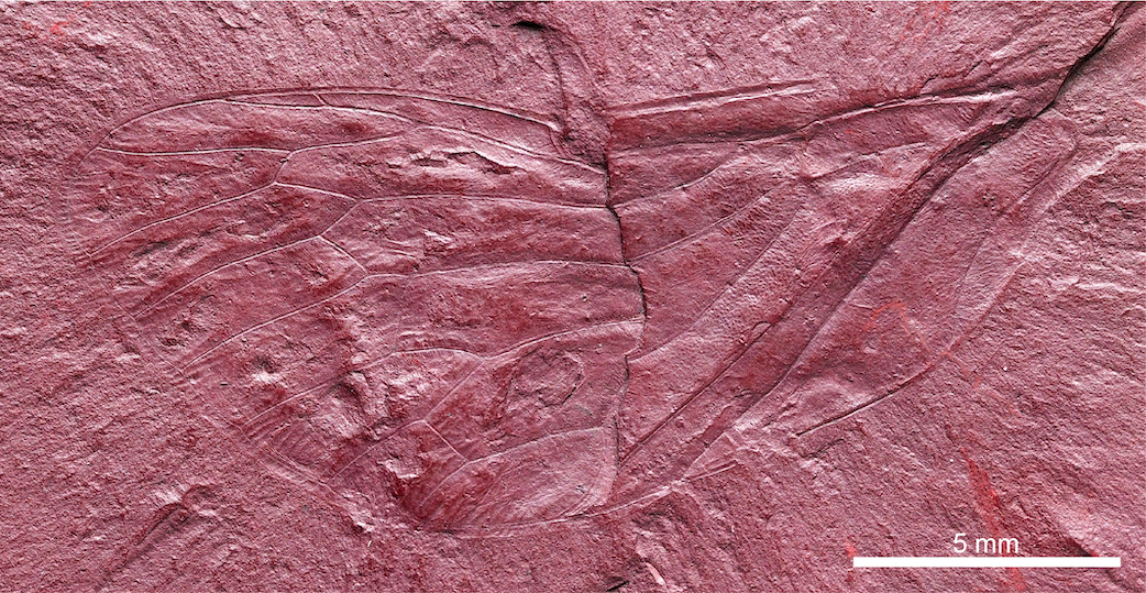 Une aile fossilisée: source de renseignements sur la biodiversité du Labrador durant le crétacé