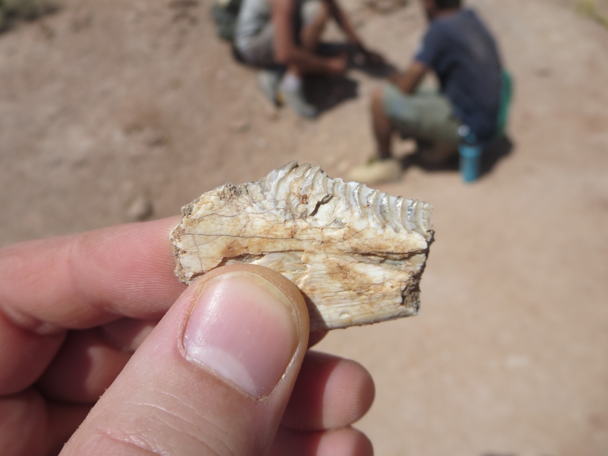 Un ancien reptile avait un émail dentaire semblable à celui des mammifères
