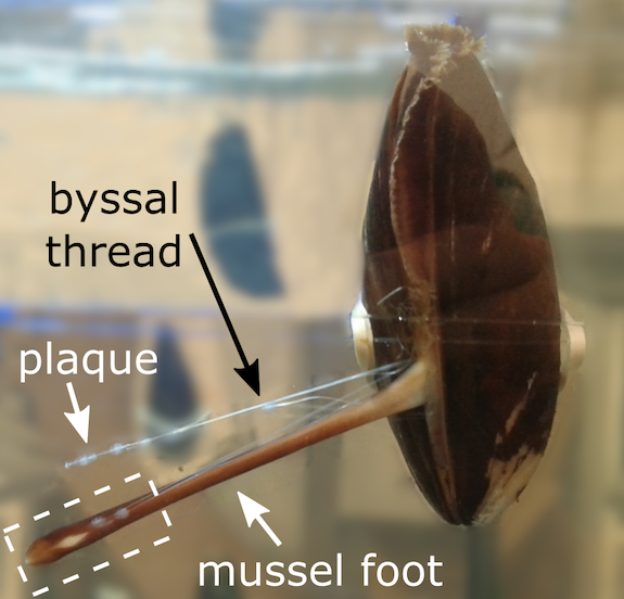 Comment les moules fabriquent-elles une colle ultra-forte sous-marine ?