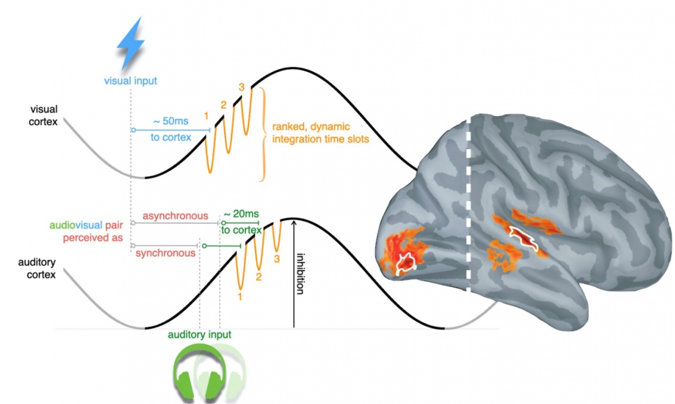 Comment notre cerveau synchronise-t-il nos perceptions auditives et visuelles ?