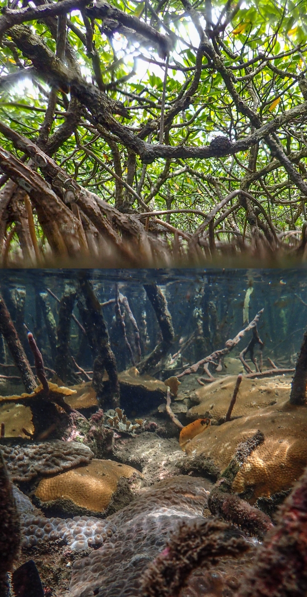 La mangrove au secours des coraux « stressés »