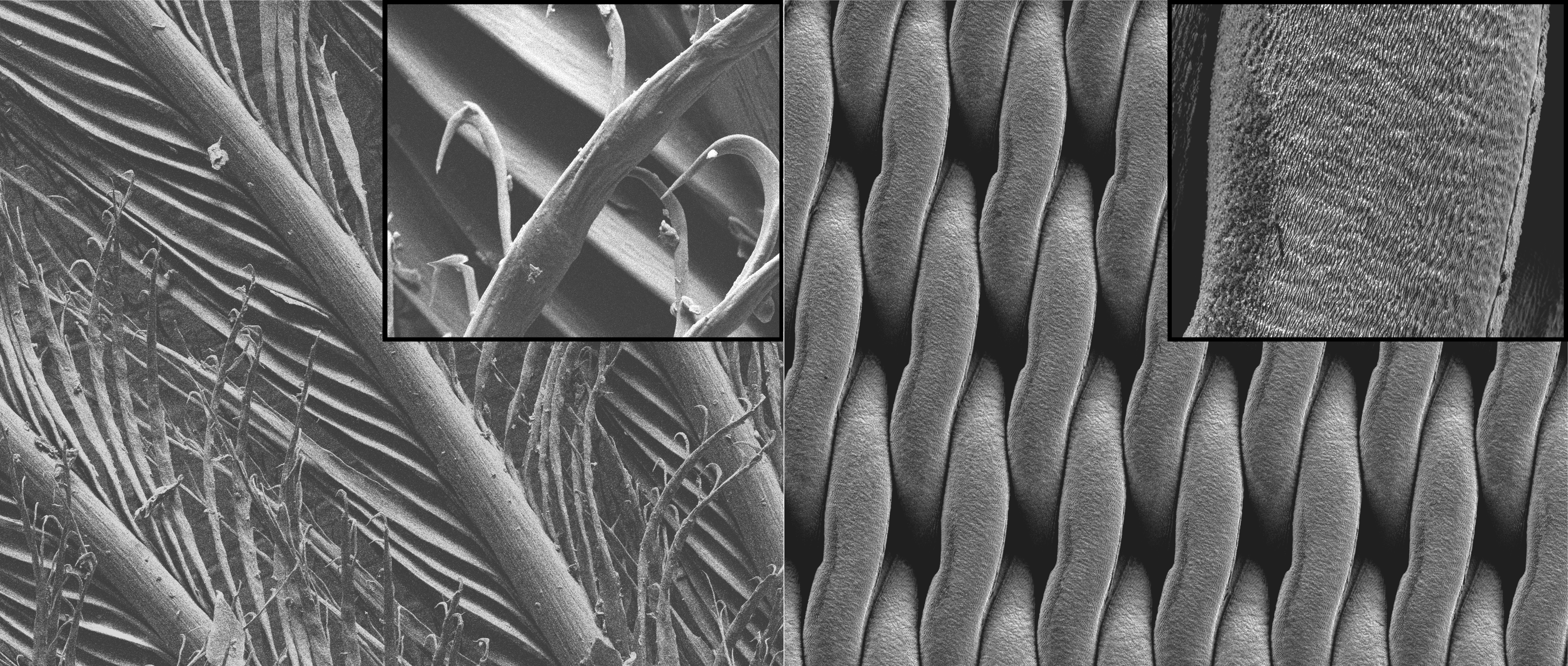 Les plumes de manchots pourraient receler une solution antigivrage efficace