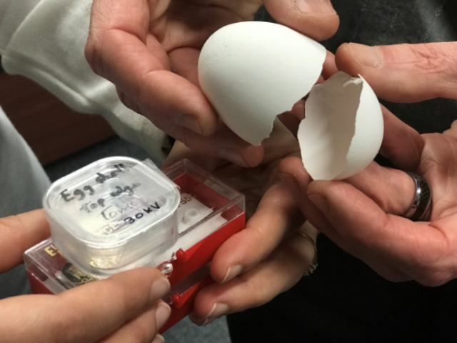 Percer les mystères de la coquille d’œuf 🐣