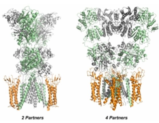 Des protéines de signalisation du cerveau en action
