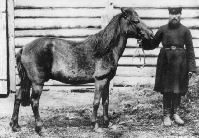 Quel impact a eu l’activité humaine sur le développement des chevaux au fil du temps?