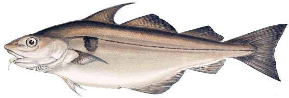 Des données historiques mettent en évidence les effets de la pêche sur les réseaux trophiques marins