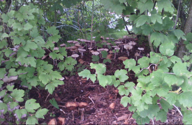 Prudence lors de la cueillette des champignons