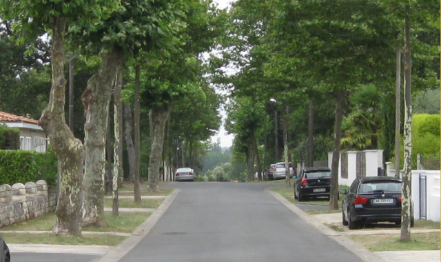 Les rues bordées d'arbres sont bonnes pour la santé